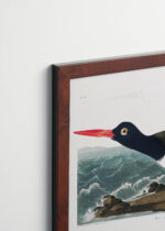 Plakat oprawiony w drewnianą brązową ramkę Vintage Italia: Ostrygojad amerykański John James Audubon ptaki Ameryki