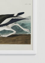 Zbliżenie na detale plakatu oprawionego w drewnianą białą ramkę od Plakatello®: Ostrygojad amerykański John James Audubon ptaki Ameryki