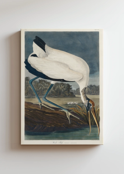 Ibis biały z Birds of America John James Audubon obraz na płótnie