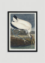 Plakat w drewnianej czarnej ramce: Ibis biały z Birds of America John James Audubon
