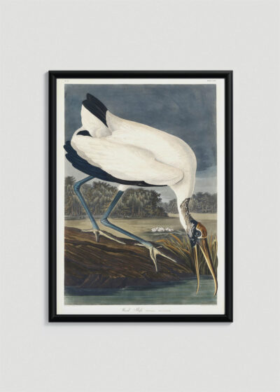 Plakat w drewnianej czarnej ramce: Ibis biały z Birds of America John James Audubon