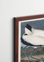 Plakat oprawiony w drewnianą brązową ramkę Vintage Italia: Ibis biały z Birds of America John James Audubon