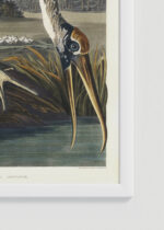 Zbliżenie na detale plakatu oprawionego w drewnianą białą ramkę od Plakatello®: Ibis biały z Birds of America John James Audubon