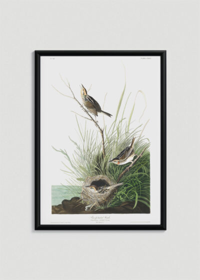 Plakat w drewnianej czarnej ramce: Strzyżyk ostrogoniasty - ilustracja Johna Jamesa Audubona