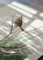 Zbliżenie na detale plakatu: Strzyżyk ostrogoniasty - ilustracja Johna Jamesa Audubona