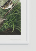 Zbliżenie na detale plakatu oprawionego w drewnianą białą ramkę od Plakatello®: Strzyżyk ostrogoniasty - ilustracja Johna Jamesa Audubona