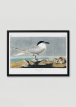 Plakat w drewnianej czarnej ramce: Sandwich Tern - rycinę Johna Jamesa Audubona