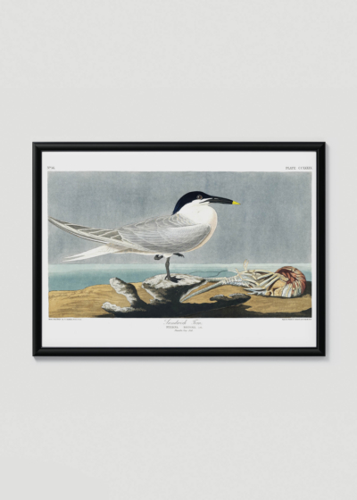 Plakat w drewnianej czarnej ramce: Sandwich Tern - rycinę Johna Jamesa Audubona