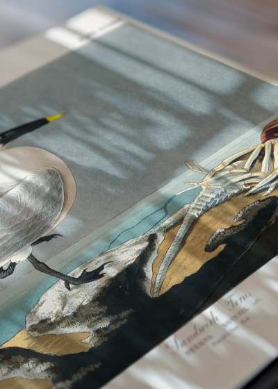 Zbliżenie na detale plakatu: Sandwich Tern - rycinę Johna Jamesa Audubona