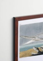 Plakat oprawiony w drewnianą brązową ramkę Vintage Italia: Sandwich Tern - rycinę Johna Jamesa Audubona