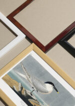 Widok z góry na cztery drewniane ramki, w jednej z nich oprawiony plakat Sandwich Tern - rycinę Johna Jamesa Audubona