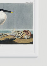 Zbliżenie na detale plakatu oprawionego w drewnianą białą ramkę od Plakatello®: Sandwich Tern - rycinę Johna Jamesa Audubona