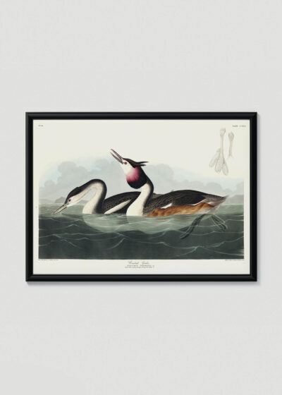 Plakat w drewnianej czarnej ramce: Perkoz dwuczuby - ilustracja Johna Jamesa Audubona