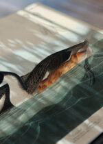 Zbliżenie na detale plakatu: Perkoz dwuczuby - ilustracja Johna Jamesa Audubona