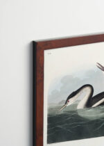 Plakat oprawiony w drewnianą brązową ramkę Vintage Italia: Perkoz dwuczuby - ilustracja Johna Jamesa Audubona