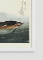 Zbliżenie na detale plakatu oprawionego w drewnianą białą ramkę od Plakatello®: Perkoz dwuczuby - ilustracja Johna Jamesa Audubona