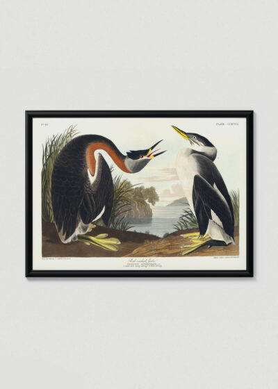 Plakat w drewnianej czarnej ramce: Perkoz rdzawoszyi - John James Audubon Birds of America