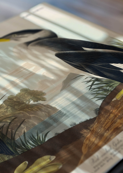 Zbliżenie na detale plakatu: Perkoz rdzawoszyi - John James Audubon Birds of America