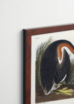Plakat oprawiony w drewnianą brązową ramkę Vintage Italia: Perkoz rdzawoszyi - John James Audubon Birds of America