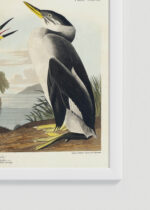 Zbliżenie na detale plakatu oprawionego w drewnianą białą ramkę od Plakatello®: Perkoz rdzawoszyi - John James Audubon Birds of America