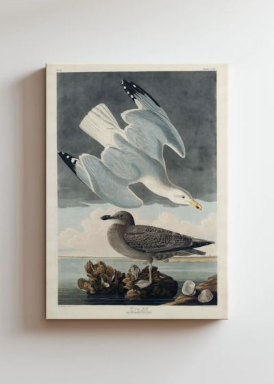 Mewy z dzieła Birds of America John James Audubon obraz na płótnie
