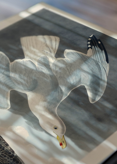 Zbliżenie na detale plakatu: Mewy z dzieła Birds of America John James Audubon