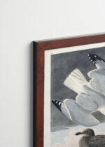 Plakat oprawiony w drewnianą brązową ramkę Vintage Italia: Mewy z dzieła Birds of America John James Audubon