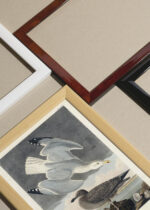 Widok z góry na cztery drewniane ramki, w jednej z nich oprawiony plakat Mewy z dzieła Birds of America John James Audubon