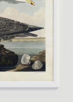 Zbliżenie na detale plakatu oprawionego w drewnianą białą ramkę od Plakatello®: Mewy z dzieła Birds of America John James Audubon