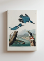 Belted Kingfisher - ilustracja Johna Jamesa Audubona obraz na płótnie