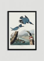 Plakat w drewnianej czarnej ramce: Belted Kingfisher - ilustracja Johna Jamesa Audubona