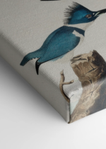 Belted Kingfisher - ilustracja Johna Jamesa Audubona obraz na płótnie