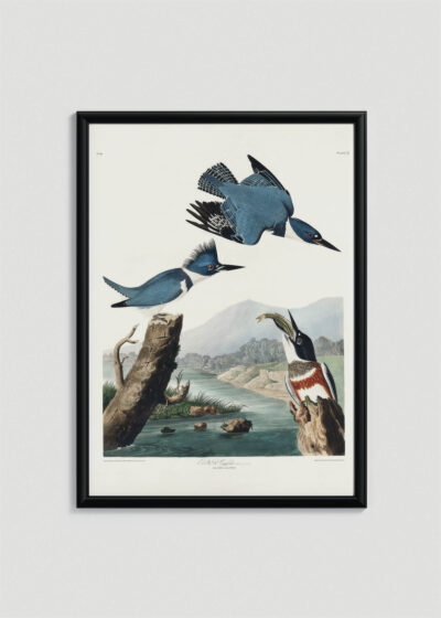 Plakat w drewnianej czarnej ramce: Belted Kingfisher - ilustracja Johna Jamesa Audubona