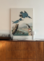 Belted Kingfisher - ilustracja Johna Jamesa Audubona obraz na płótnie