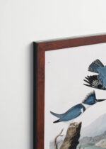 Plakat oprawiony w drewnianą brązową ramkę Vintage Italia: Belted Kingfisher - ilustracja Johna Jamesa Audubona