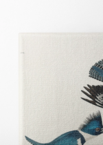 Belted Kingfisher - ilustracja Johna Jamesa Audubona obraz na płótnie