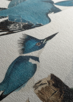 Belted Kingfisher - ilustracja Johna Jamesa Audubona obraz na płótnie