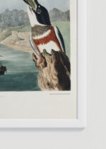 Zbliżenie na detale plakatu oprawionego w drewnianą białą ramkę od Plakatello®: Belted Kingfisher - ilustracja Johna Jamesa Audubona