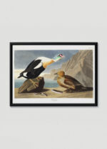 Plakat w drewnianej czarnej ramce: King Duck - ptaki Ameryki John James Audubon