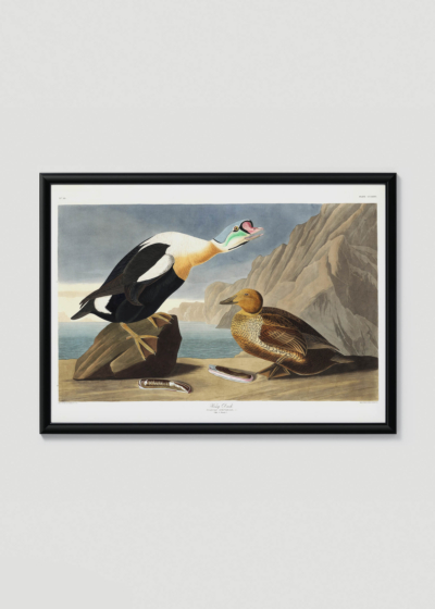 Plakat w drewnianej czarnej ramce: King Duck - ptaki Ameryki John James Audubon