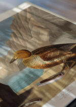 Zbliżenie na detale plakatu: King Duck - ptaki Ameryki John James Audubon