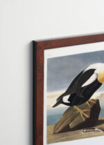 Plakat oprawiony w drewnianą brązową ramkę Vintage Italia: King Duck - ptaki Ameryki John James Audubon