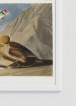 Zbliżenie na detale plakatu oprawionego w drewnianą białą ramkę od Plakatello®: King Duck - ptaki Ameryki John James Audubon