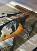 Zbliżenie na detale plakatu: Kaczka krzyżówka John James Audubon Birds of America