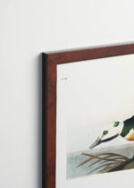 Plakat oprawiony w drewnianą brązową ramkę Vintage Italia: Kaczka krzyżówka John James Audubon Birds of America