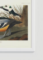 Zbliżenie na detale plakatu oprawionego w drewnianą białą ramkę od Plakatello®: Kaczka krzyżówka John James Audubon Birds of America