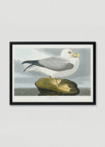 Plakat w drewnianej czarnej ramce: Mewa Perłowa - John James Audubon Birds of America