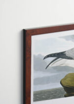 Plakat oprawiony w drewnianą brązową ramkę Vintage Italia: Mewa Perłowa - John James Audubon Birds of America