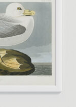 Zbliżenie na detale plakatu oprawionego w drewnianą białą ramkę od Plakatello®: Mewa Perłowa - John James Audubon Birds of America