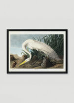 Plakat w drewnianej czarnej ramce: Biała Czapla - John James Audubon Birds of America